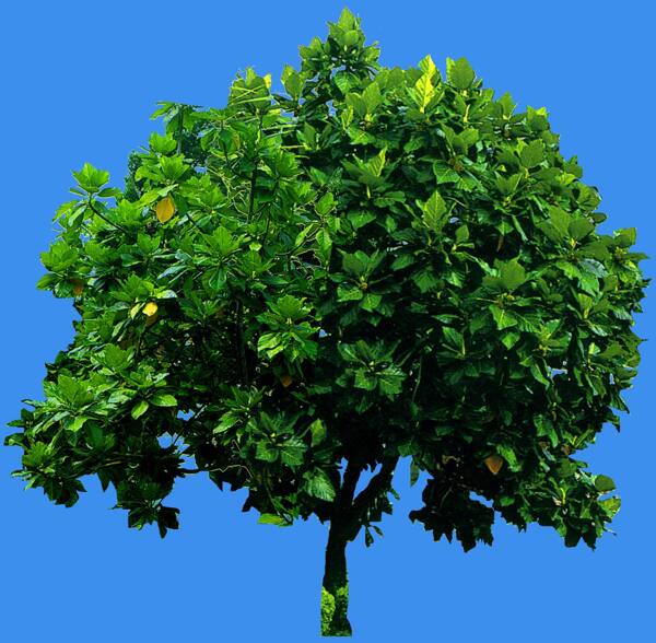 面包樹(shù)果樹(shù)灌木類(lèi)植物素材