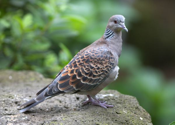 斑鳩圖片
