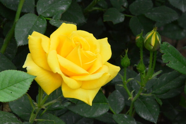 月季花
