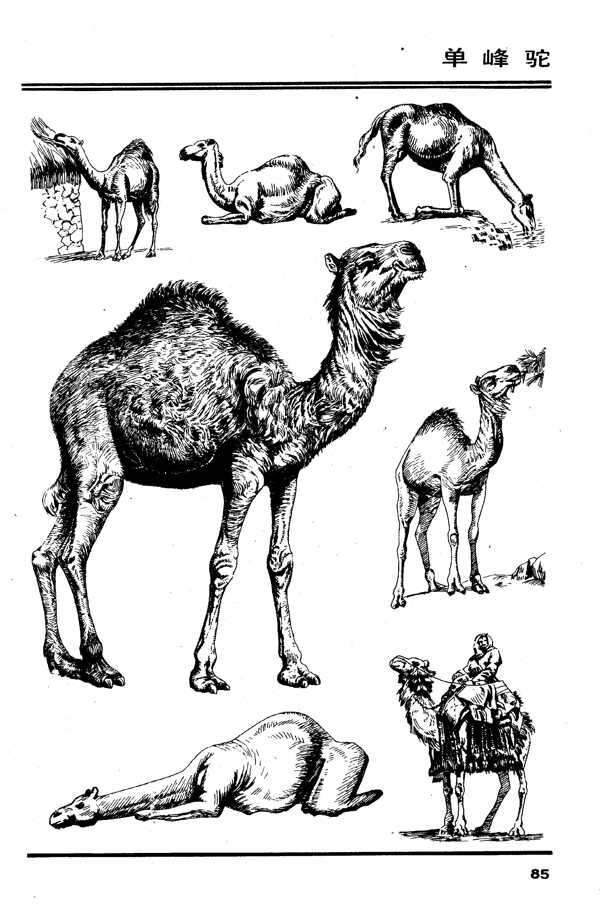 百兽谱单峰驼骆驼图片