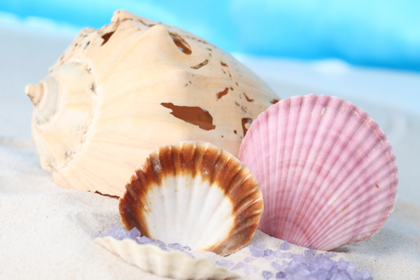 沙滩上的海螺贝壳