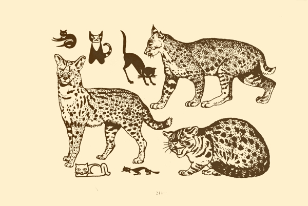 動(dòng)物圖案貓圖片