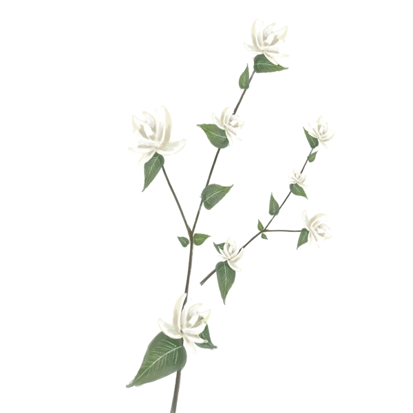 一枝清秀的盛开的小白花免抠图
