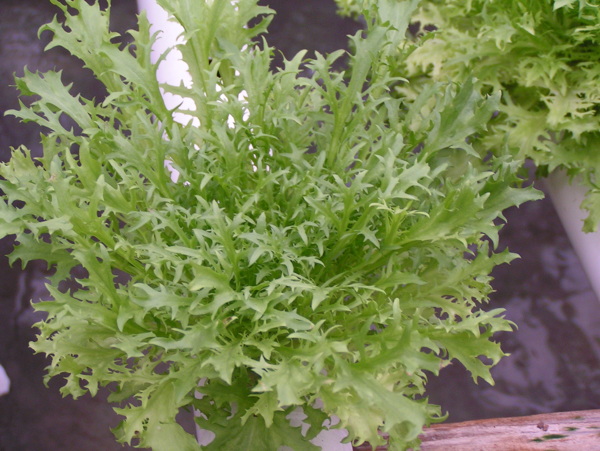 狗芽生菜圖片