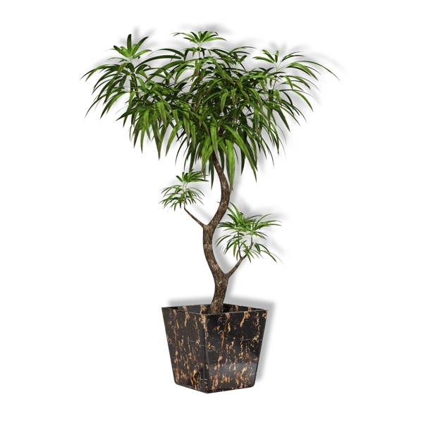 大型盆栽綠色植物
