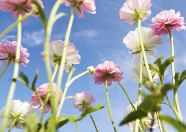花朵里的藍(lán)天