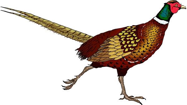 矢量逼真鳥類動物22