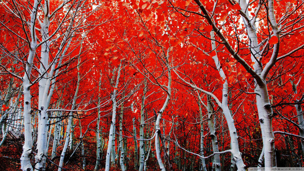 山脉红树林