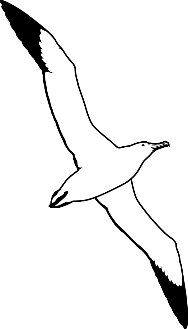 野生动物系列海鸥剪影