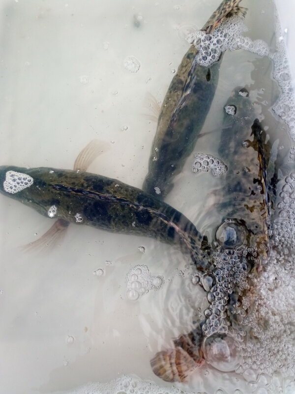 魚(yú)桂魚(yú)