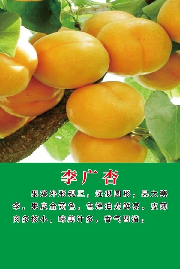 李光杏