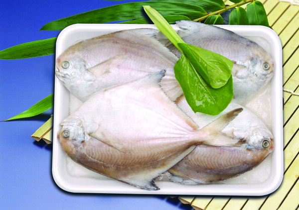 鯧魚圖片
