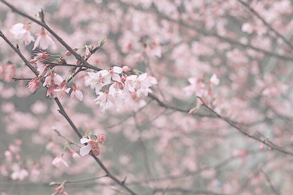 櫻花圖片