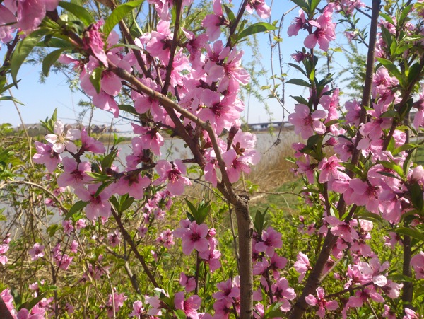 桃花圖片