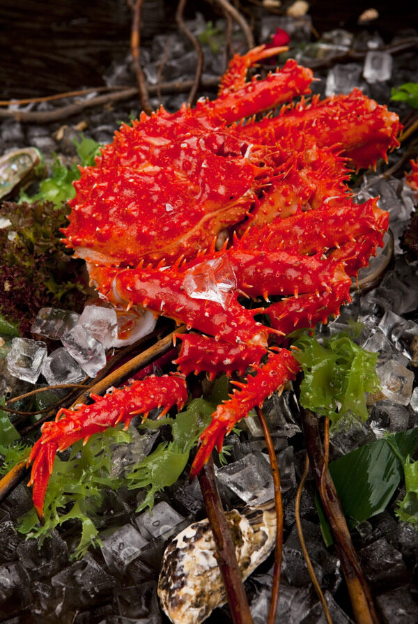 北极大红螃蟹图片