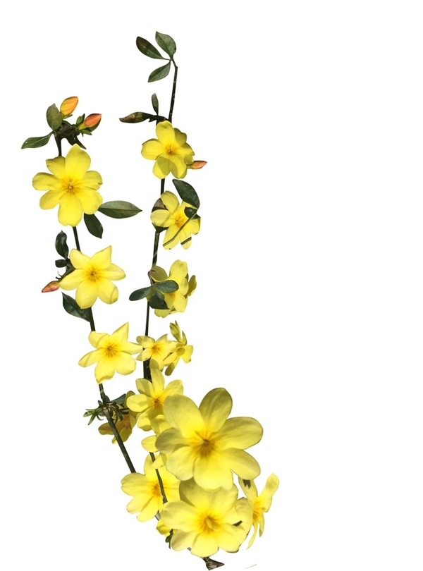 小黃花