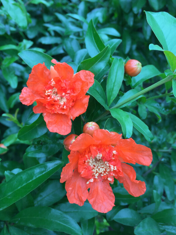 石榴花圖片