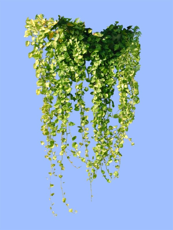 景觀藤蔓psd素材
