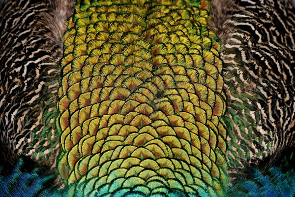 色彩斑斓的羽毛