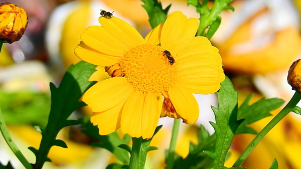 菊花上的蜜蜂