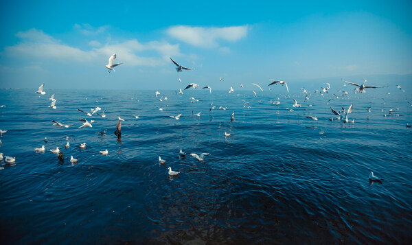 大理洱海海鸥海鸟