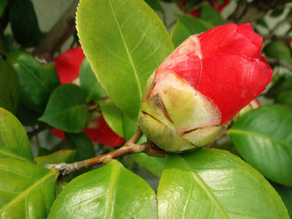 茶花圖片
