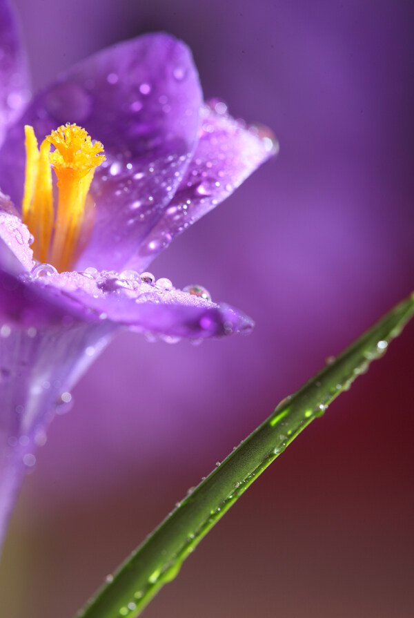 紫色鲜花上的露珠