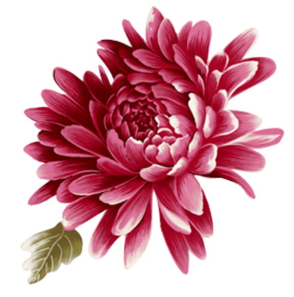 紅色菊花圖片