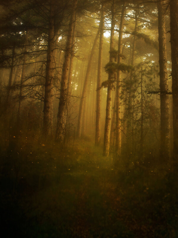 昏暗的森林图片