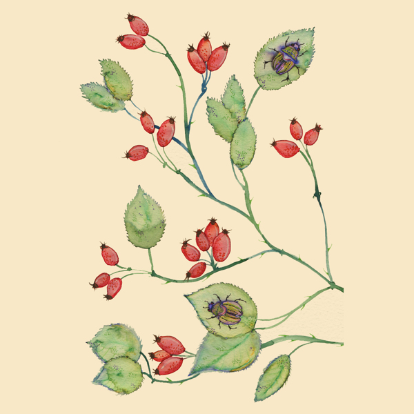 位圖植物寫意花卉花朵免費素材