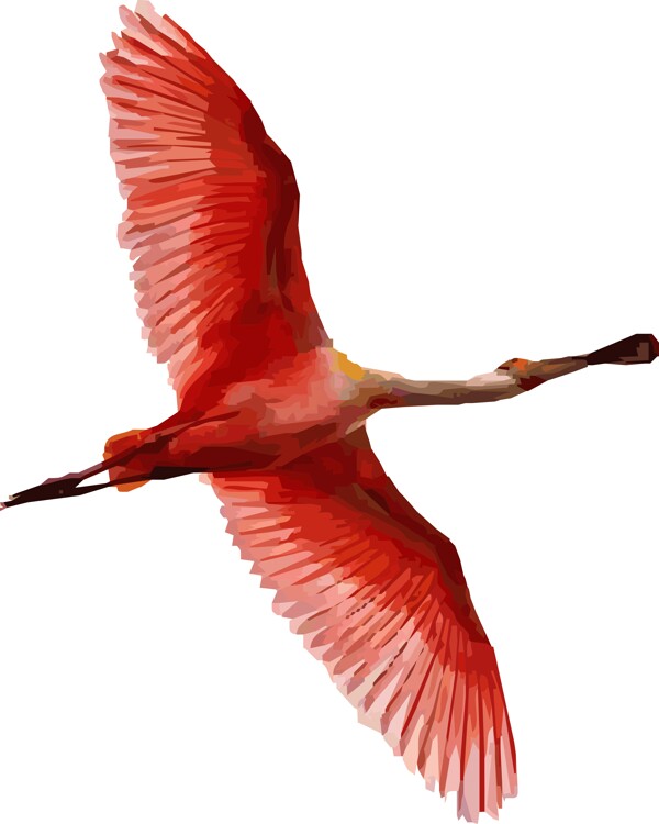 火烈鳥圖片