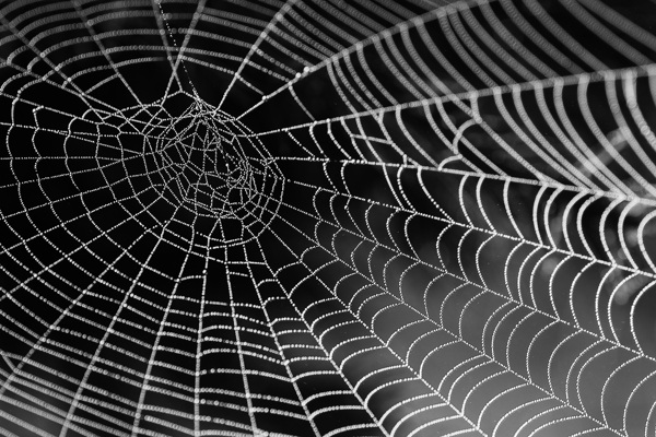 水珠子的蜘蛛网