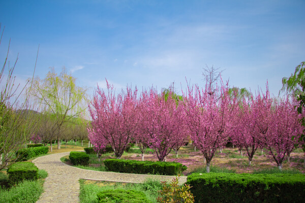 春天蓝天白云户外海棠树公园小路图片