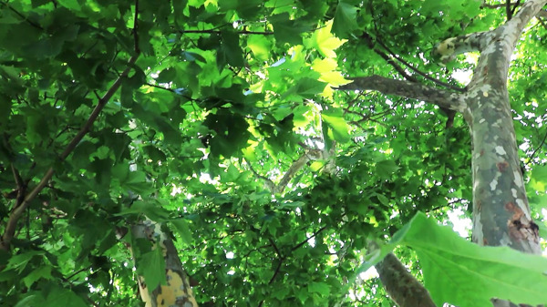 高清实拍林荫树叶间隙阳光洒下30转场素材