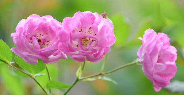 薔薇圖片