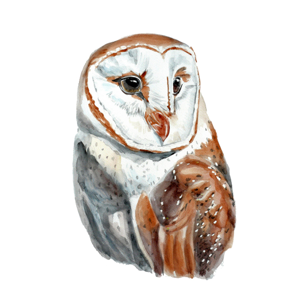 位圖插畫時尚插畫動物插畫藝術(shù)效果免費素材