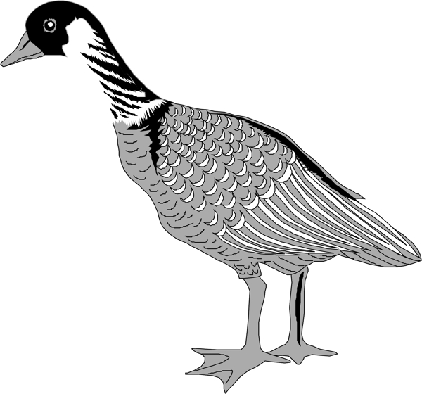 矢量逼真鳥類動物60