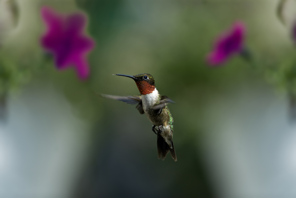 蜂鳥圖片