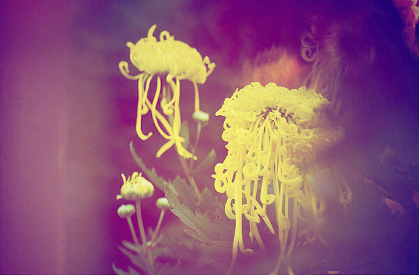 位圖植物花朵寫實花卉菊花免費素材