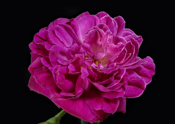 牡丹花