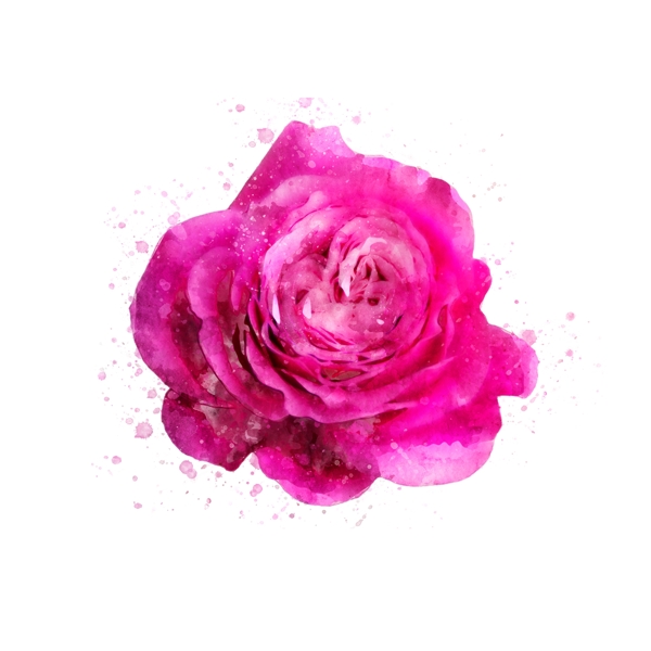 手绘花卉玫瑰红色植物水彩元素