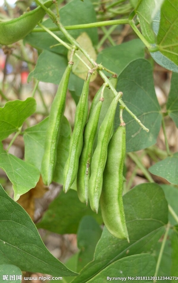 扁豆白花豆