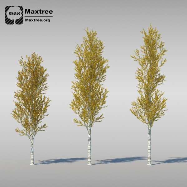 3d渲染杨树模型