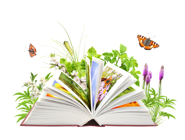创意自然植物书本图片下载书本图片书本高清图片素材创意书本图片