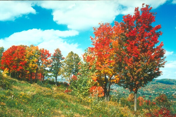 秋天景色景色描寫景色背景
