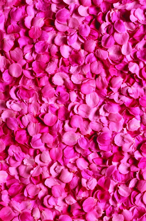 玫瑰花瓣背景图片