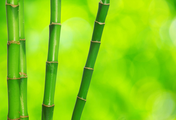 竹子圖片