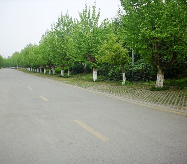 街道邊的梧桐樹圖片