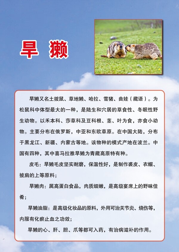 旱獺圖片
