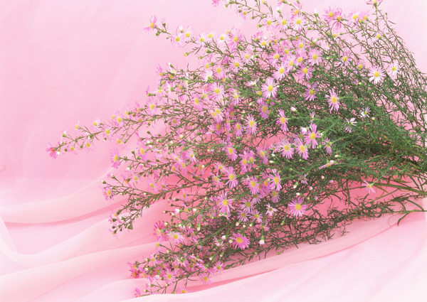溫馨粉色花朵